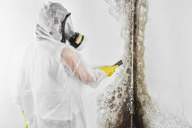 Best Health and Safety Mold Remediation in Kingston, RI