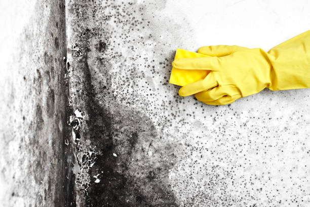 Best Health and Safety Mold Remediation in Kingston, RI