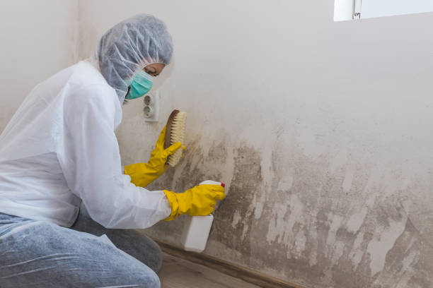 Best White Mold Remediation in Kingston, RI