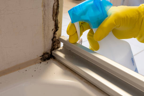 Best Mold Remediation for Specific Building Types in Kingston, RI