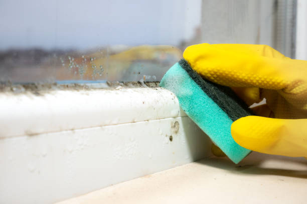 Best Mold Remediation for Schools in Kingston, RI
