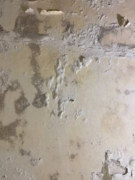 Trusted Kingston, RI Mold Remediation Experts