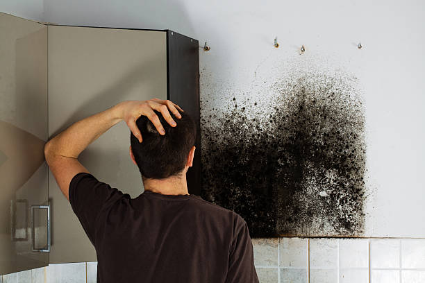 Best Insurance-Related Mold Remediation in Kingston, RI