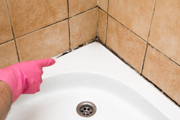 Best Crawl Space Mold Remediation in Kingston, RI